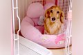 『ケージに閉じ込め…の画像