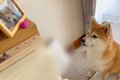 実家に帰省した犬→大…の画像
