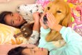 大型犬が子供たちと…の画像