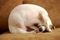 犬が『本気で嫌』だ…の画像