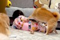1歳の女の子が『柴犬…の画像