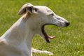 犬を『イライラ』さ…の画像