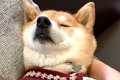 動物病院に行く度に…の画像