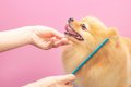 犬のブラッシングを…の画像