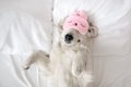 犬を『寝かしつける…の画像