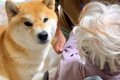柴犬とひいおばあち…の画像
