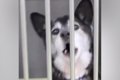 『人懐っこい迷子犬…の画像