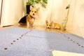 拾い食いをしないよ…の画像