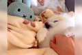 犬の次に『ぬいぐる…の画像