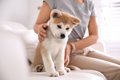 犬を飼ったばかりの…の画像