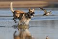 犬が散歩中に鳥に吠…の画像