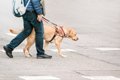 犬好き、犬の飼い主…の画像