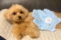 犬に『人間の赤ちゃ…の画像