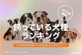 飼っている犬種ラン…の画像