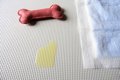 犬が『失禁』してし…の画像