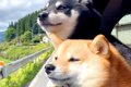 2匹の犬と一緒に『ド…の画像