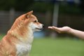 犬が偏食になってし…の画像