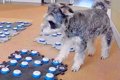 一緒に遊んでいた猫…の画像
