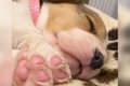 赤ちゃん犬が眠って…の画像