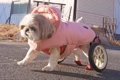 『犬は喜んでるの？…の画像