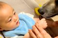 赤ちゃんを『保護犬…の画像