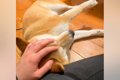 撫でられている犬に…の画像