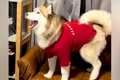 大型犬に服を着せて…の画像