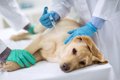 老犬にワクチン接種…の画像