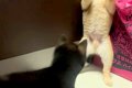 2匹の赤ちゃん犬が『…の画像