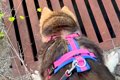 犬の散歩中、『助け…の画像