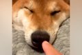 寝ている犬の鼻にイ…の画像