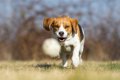 犬が喜ぶ飼い主との…の画像