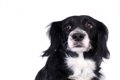 犬が『てんかん発作…の画像