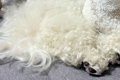 『お昼寝している犬…の画像