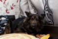 保護犬が抱える『ト…の画像