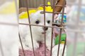 犬が『飼い主のお出…の画像