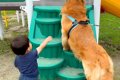 大型犬が『2歳の男の…の画像