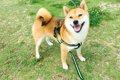 柴犬が成長するのは…の画像