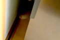 赤ちゃん犬が『叱ら…の画像