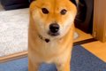 試しに『犬の帽子』…の画像