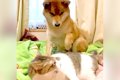 猫のお昼寝中、犬が…の画像