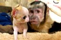 サルが『小さな子犬…の画像