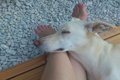 犬が『足の上に乗っ…の画像