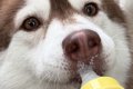 2歳の成犬ハスキー→…の画像