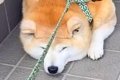 『行かないもん！』…の画像