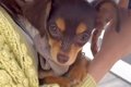 散歩を怖がる犬が『…の画像