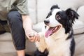 犬の『脳』はどんな…の画像