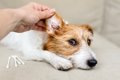 犬が『耳掃除を嫌が…の画像