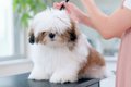 もさもさの子犬が『…の画像