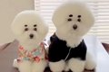 モフモフの兄妹犬と…の画像